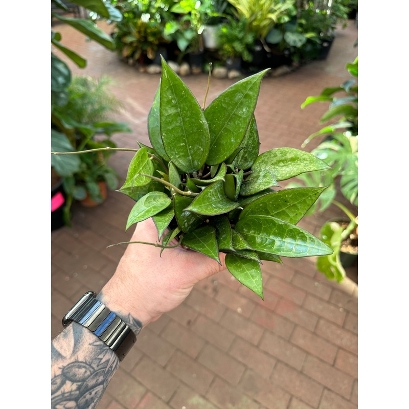 Hoya ‘Black Margin’|4″ Pot|6″ Pot