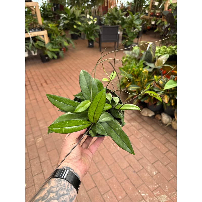 Hoya crassipetiolata|6″ Pot