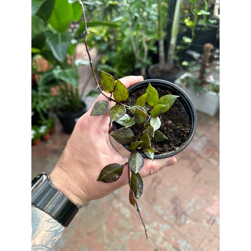Hoya Krohniana ‘Black’|2.5″ Pot|4″ Pot