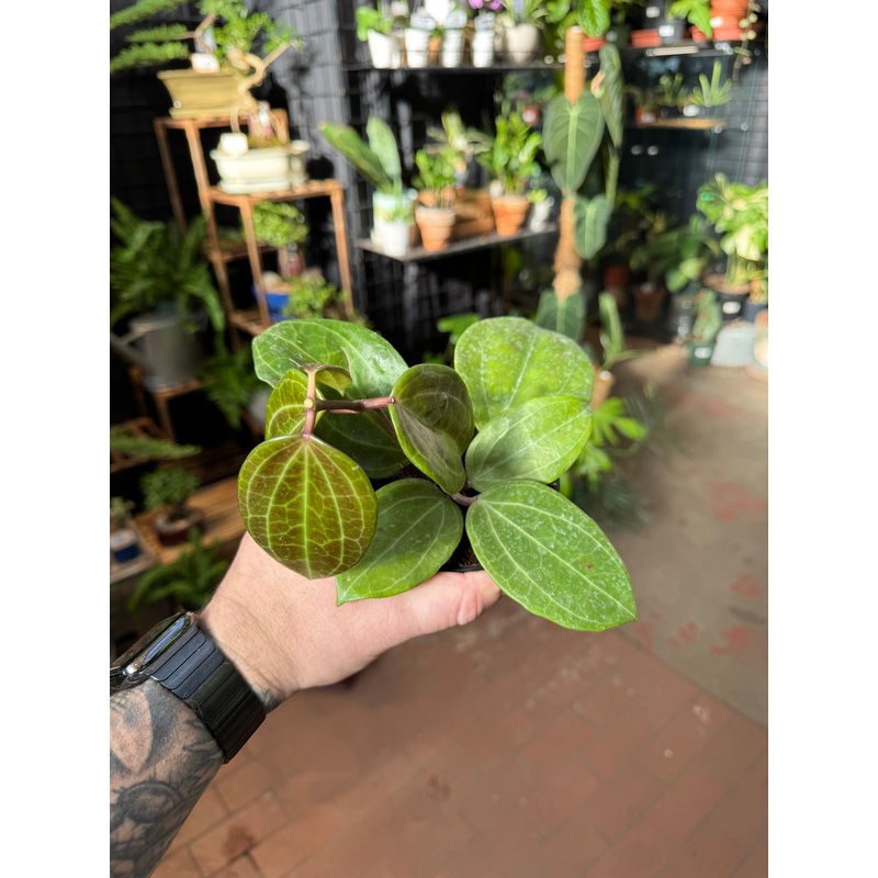 Hoya latifolia ‘Sarawak’|4″ Pot