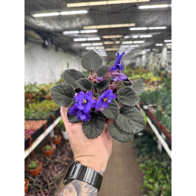 ‘Hunter’s Lightning Strike’|4″ Pot