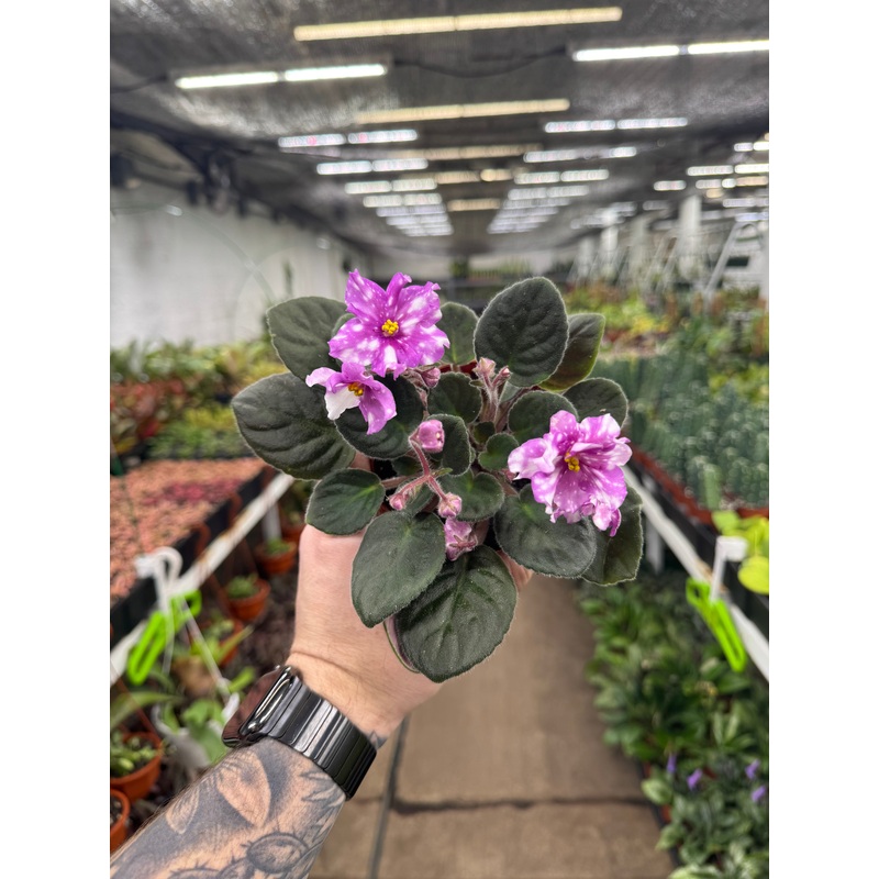 Hunter’s Pew Pew’|4″ Pot