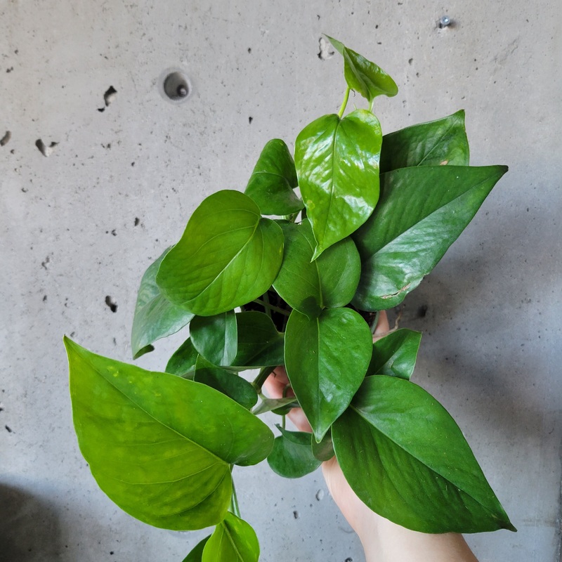 Jade Pothos|4 inch|7 inch