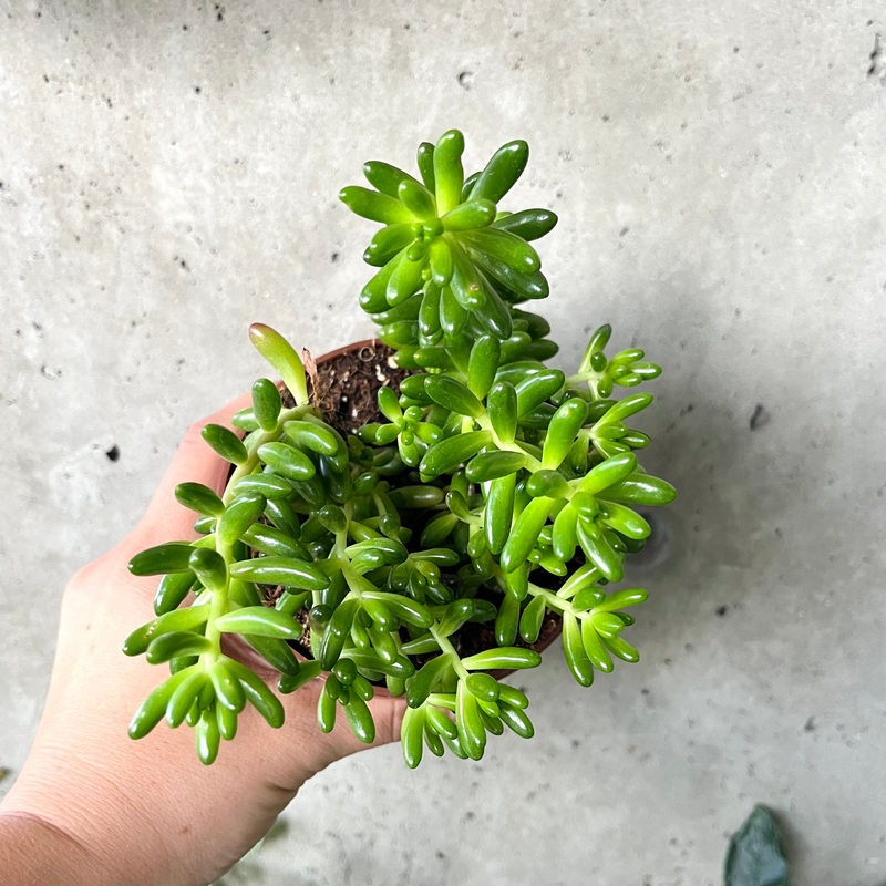 Jellybean Sedum|2 inch|4 inch|6 inch (hanging basket)