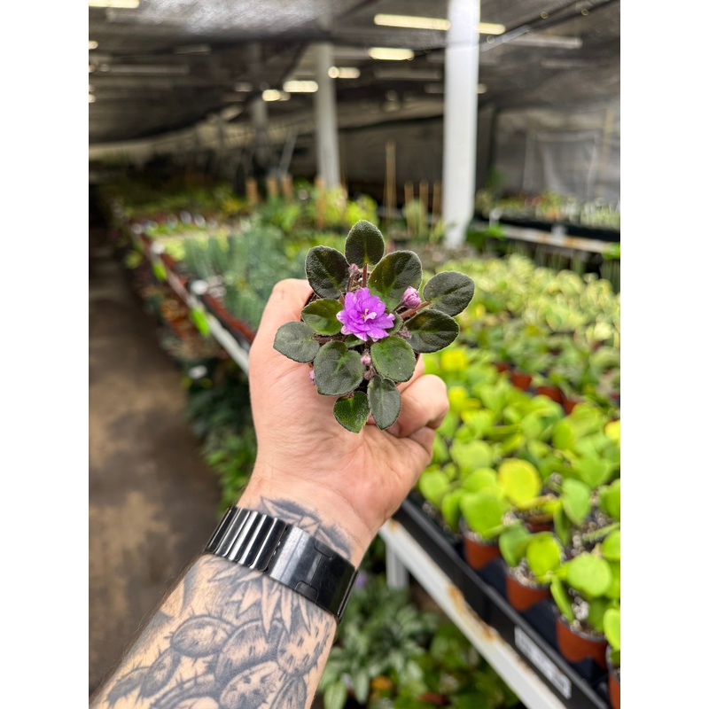 Jersey Rose Trail|2.5″ Pot