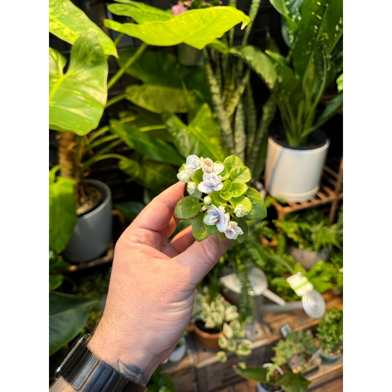 ‘Jolly Cupid’|2.5″ Pot
