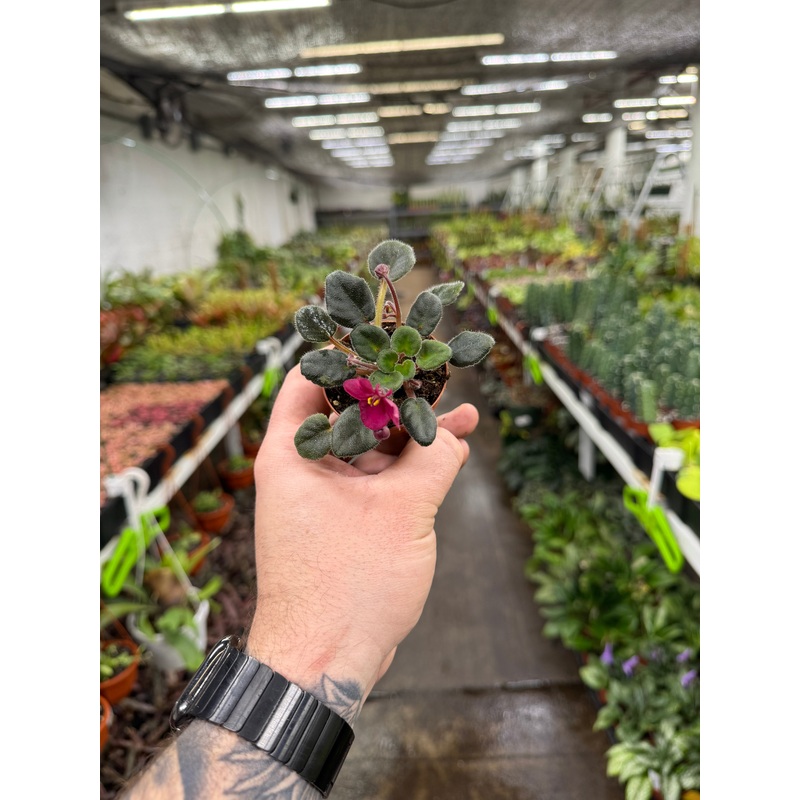 ‘Lucky Ladybug’|2.5″ Pot