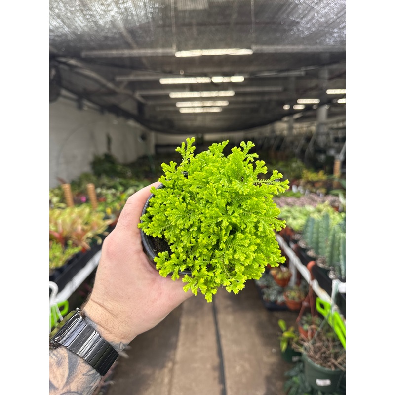 Lycopodiopsida Club Moss|4″ Pot