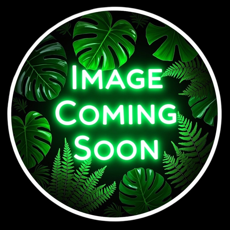 ‘Mini Minx’ (Vintage)|2.5″ Pot