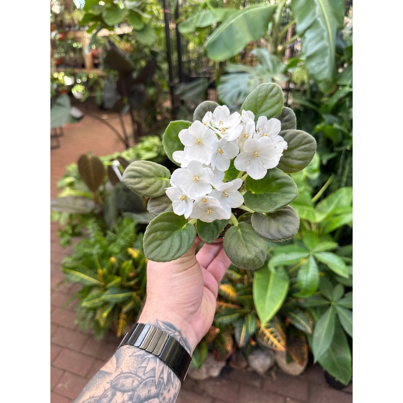 Montana II|4″ Pot