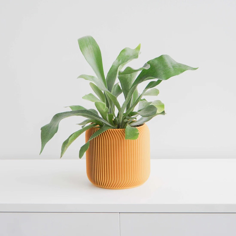 Mustard Yellow Pine Planter|2 inch|4 inch|6 inch