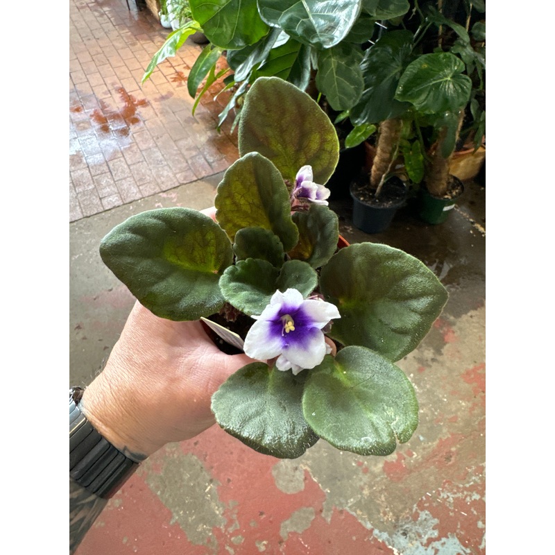 myJoy (Holtkamp)|4″ Pot