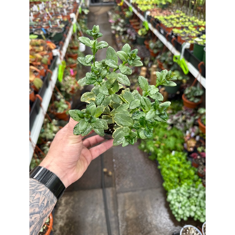 Nematanthus gregarius variegated