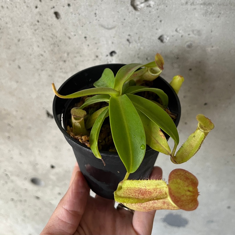 Nepenthes Sanguinea|3.5 inch