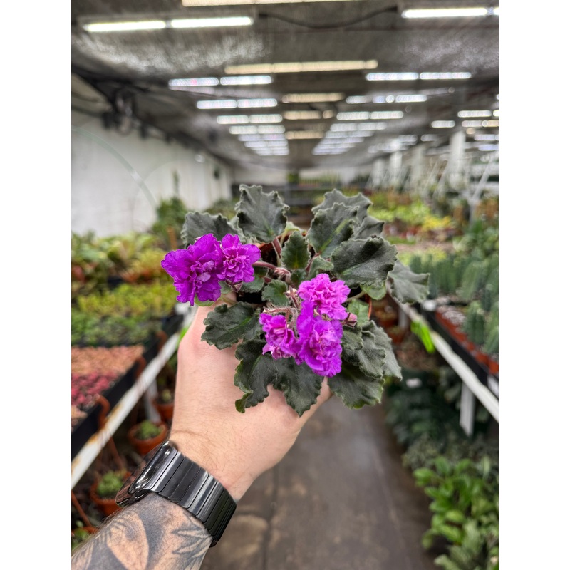 ‘Ness’ Fantasy Gold’|4″ Pot