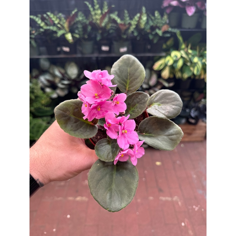 New Jersey (Optimara)|4″ Pot