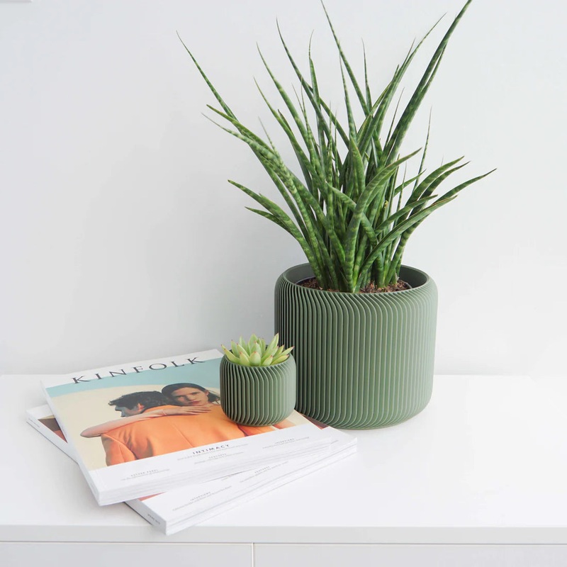 Olive Pine Planter|2 inch|4 inch|6 inch