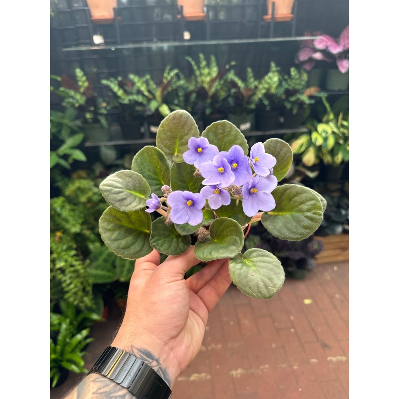 Optimara Manitoba|4″ Pot