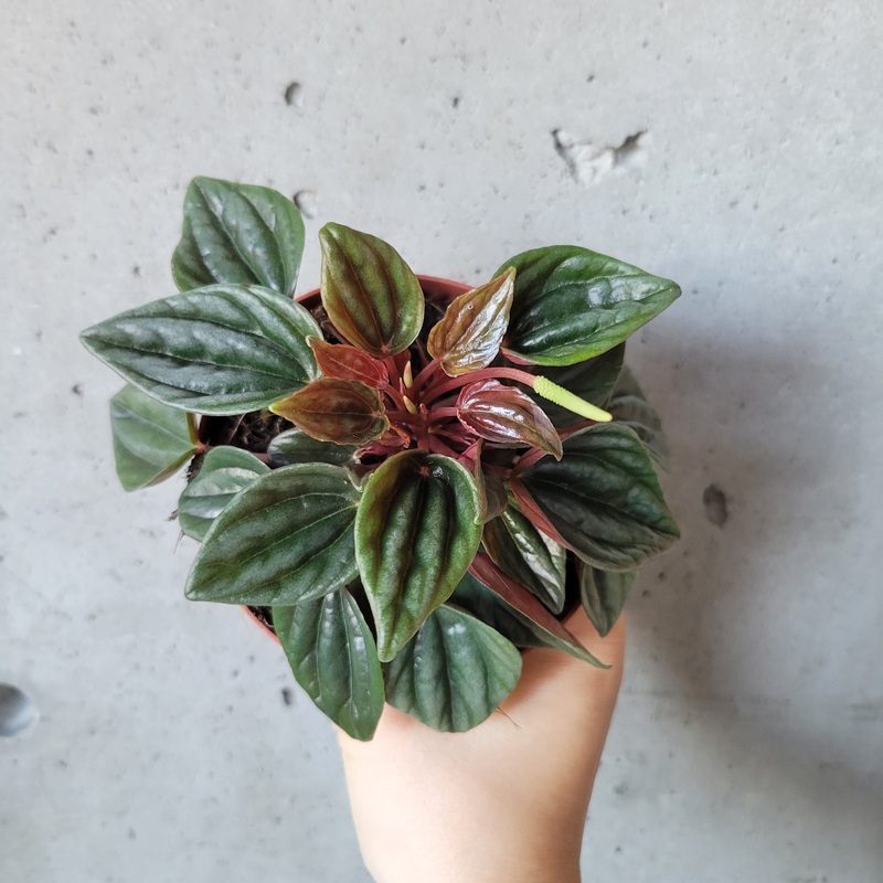 Peperomia Brasilia|4 inch|6 inch