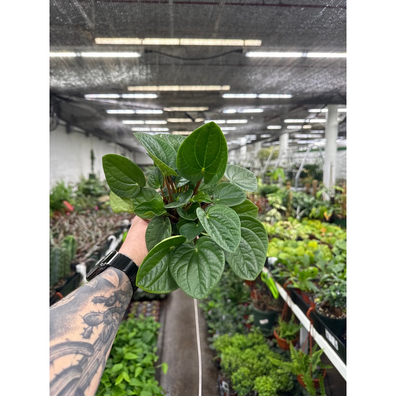 Peperomia Rana Verde|4″ Pot|6″ Hanging Bakset