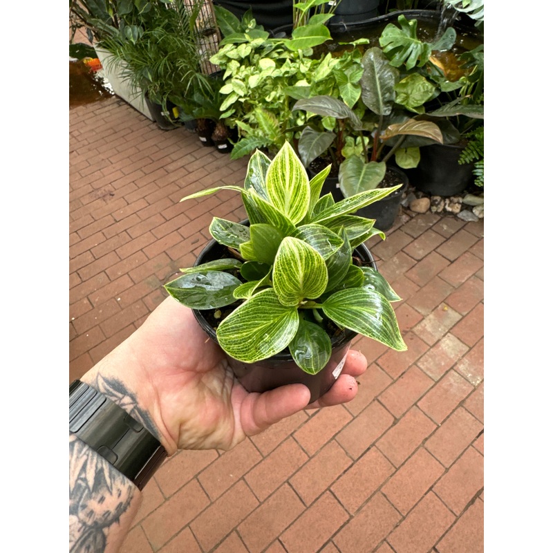 Philodendron Birkin Galaxy|4″ Pot
