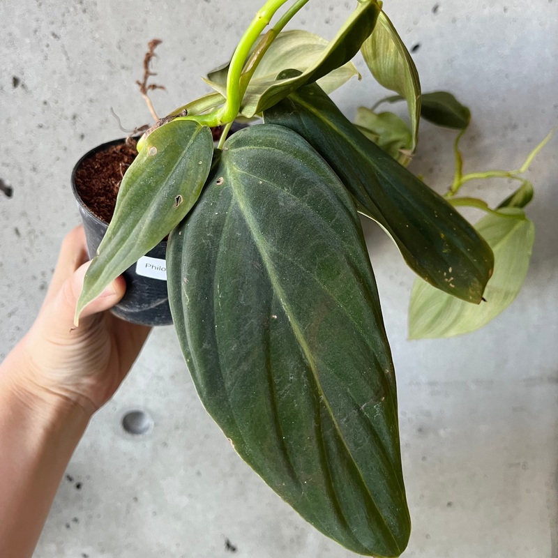 Philodendron Gigas|4 inch