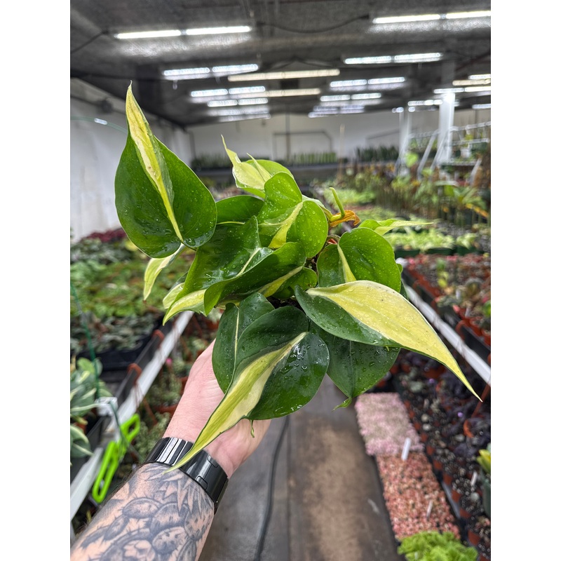 Philodendron hederaceum ‘Cream Splash’