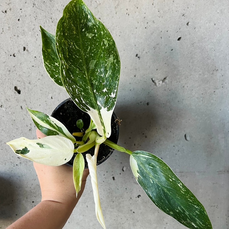Philodendron ‘Jose Buono’|4 inch