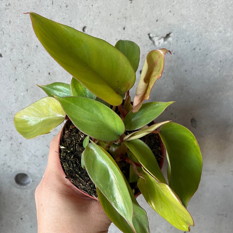 Philodendron Mayoi|4 inch