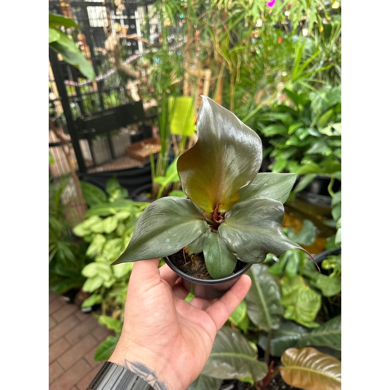 Philodendron Red Heart|4″ Pot