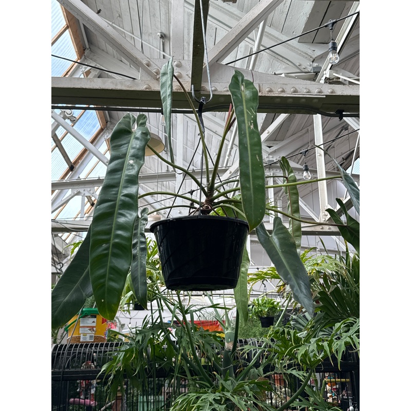 Philodendron Spiritus Sancti|4″ Pot|5″ Pot