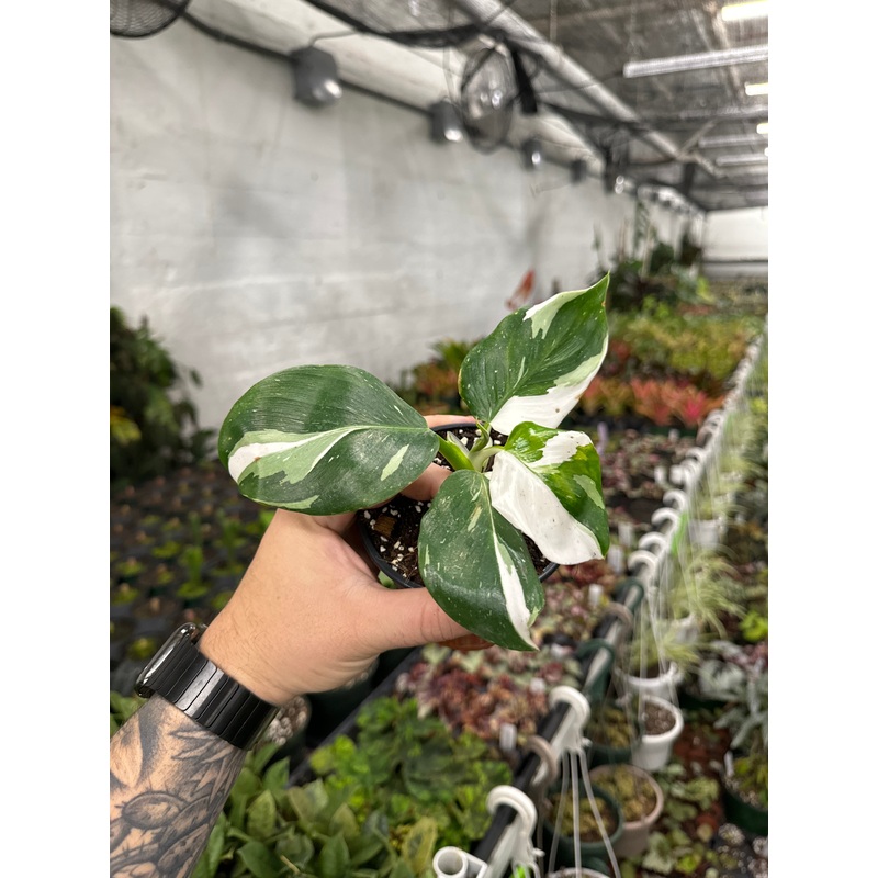 Philodendron ‘White Wizard’|4” Pot