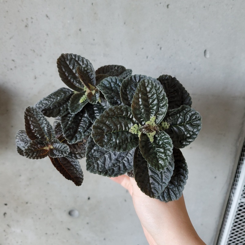 Pilea Repens|4 inch
