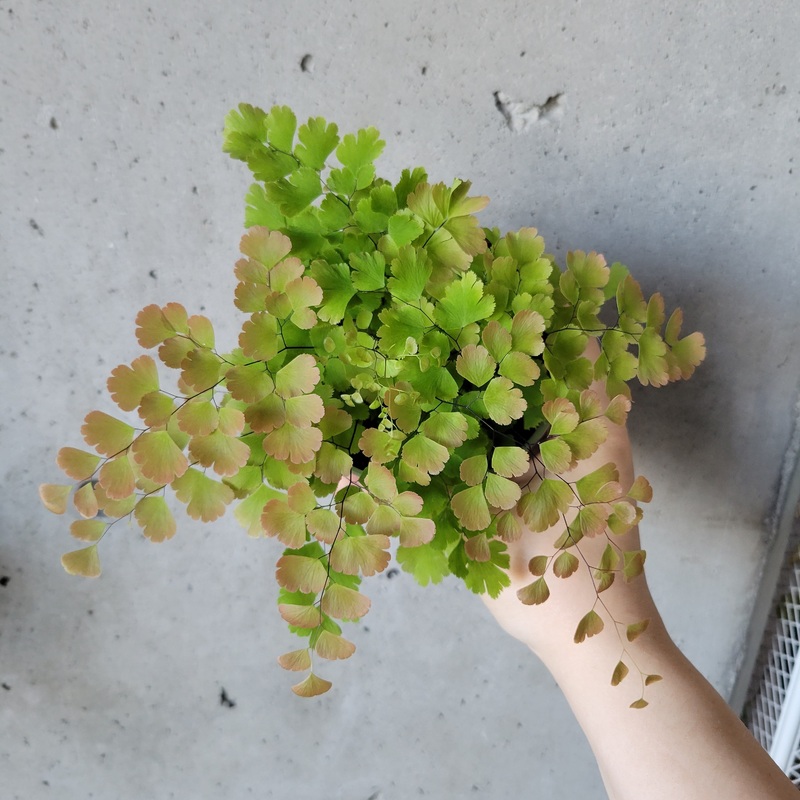 Pink Maidenhair Fern|4 inch|6 inch|8 inch