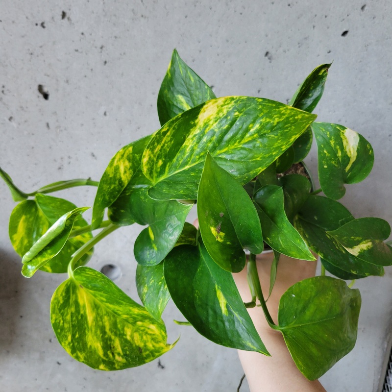 Pothos Hawaiian|4 inch|12 inch (Hanging Basket)