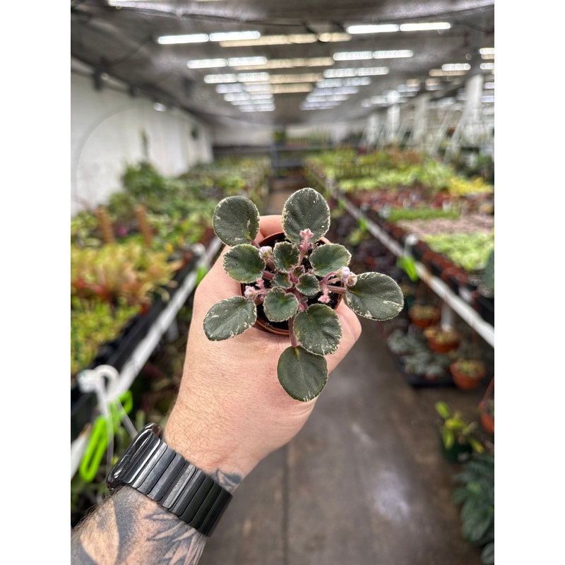 ‘Precious Lavender’|2.5″ Pot