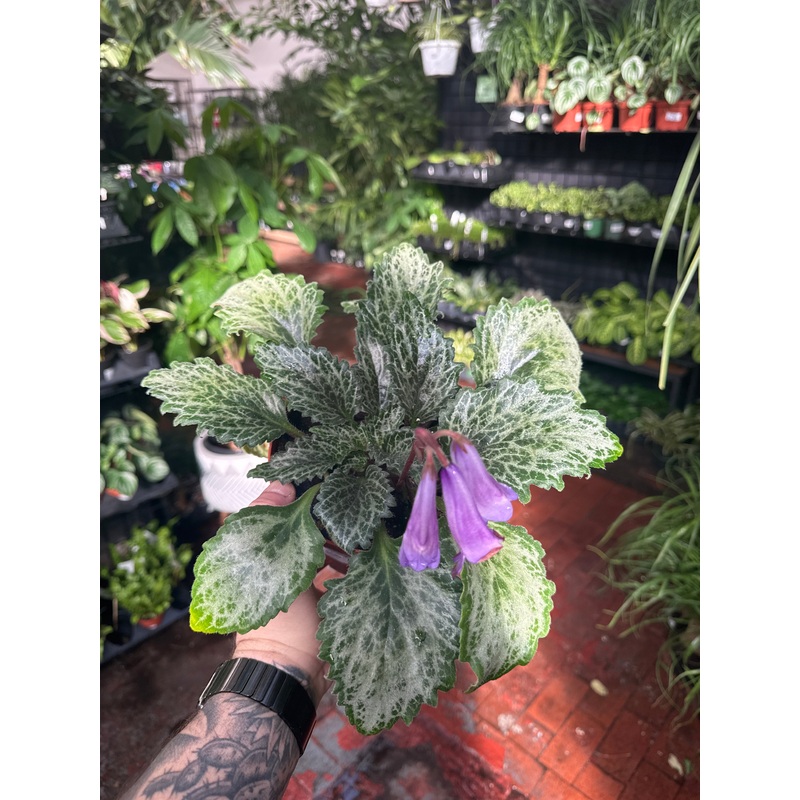 Primulina Diane Marie’|6 Pot