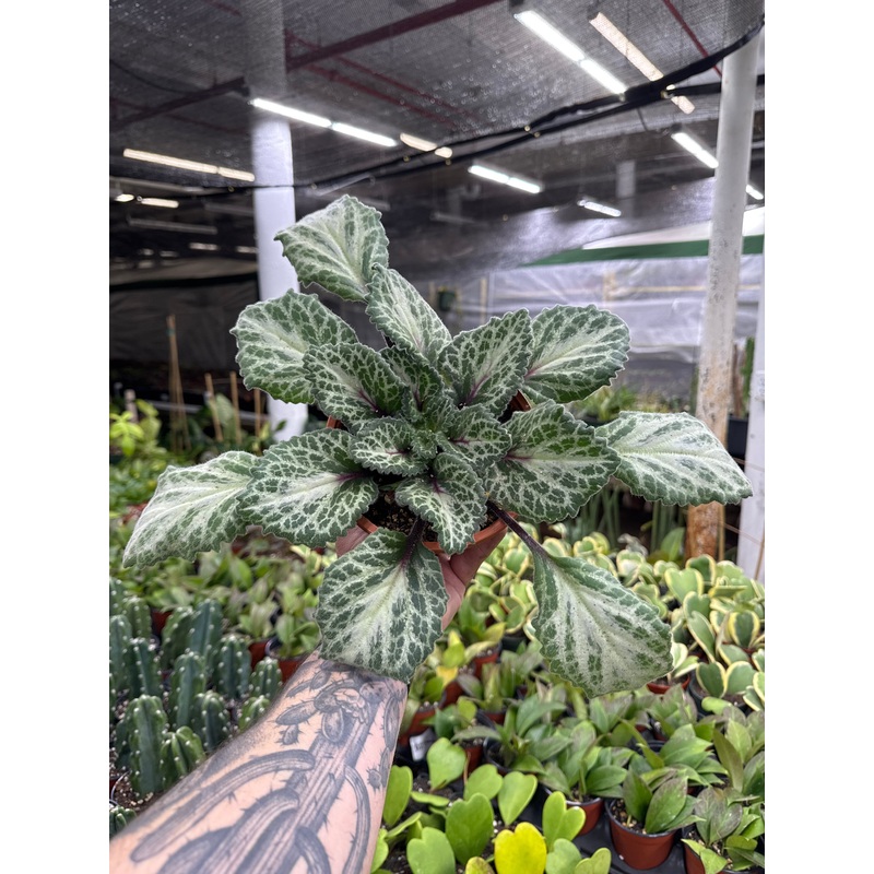 Primulina Loki’|6 Pot