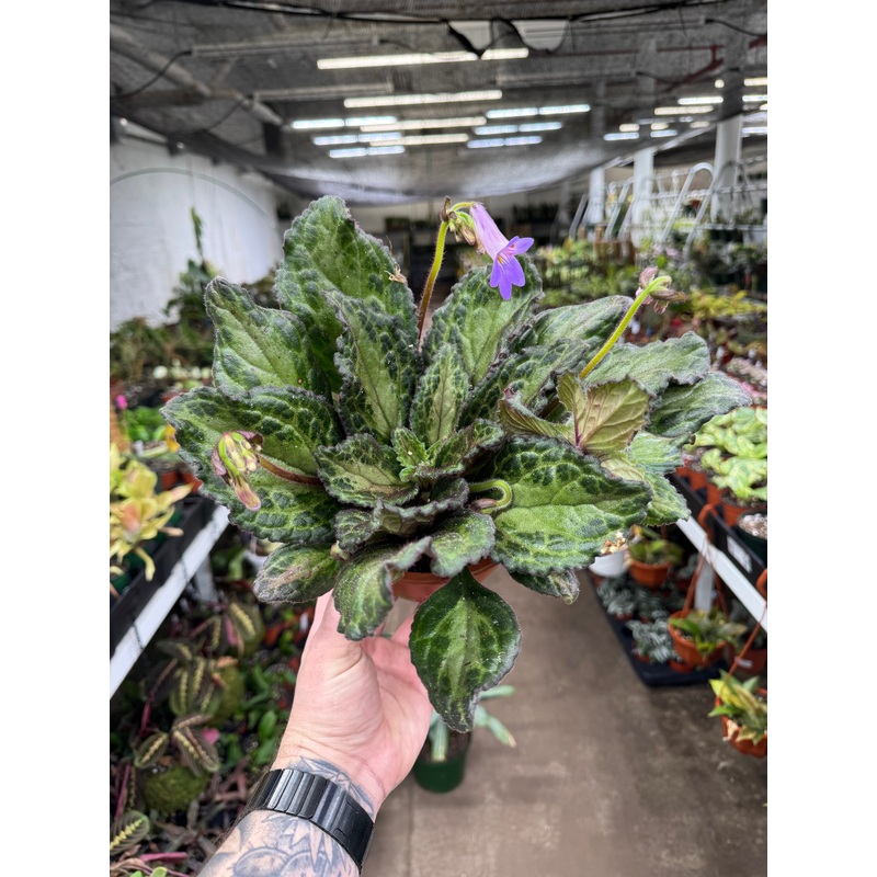 Primulina Patina|6 Pot