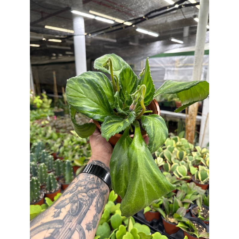 Primulina Vertigo’|6 Pot