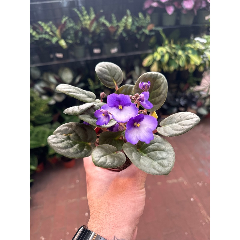 Rhapsodie Lucia|4″ Pot