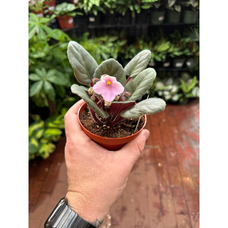Rhapsodie Nancy|4″ Pot