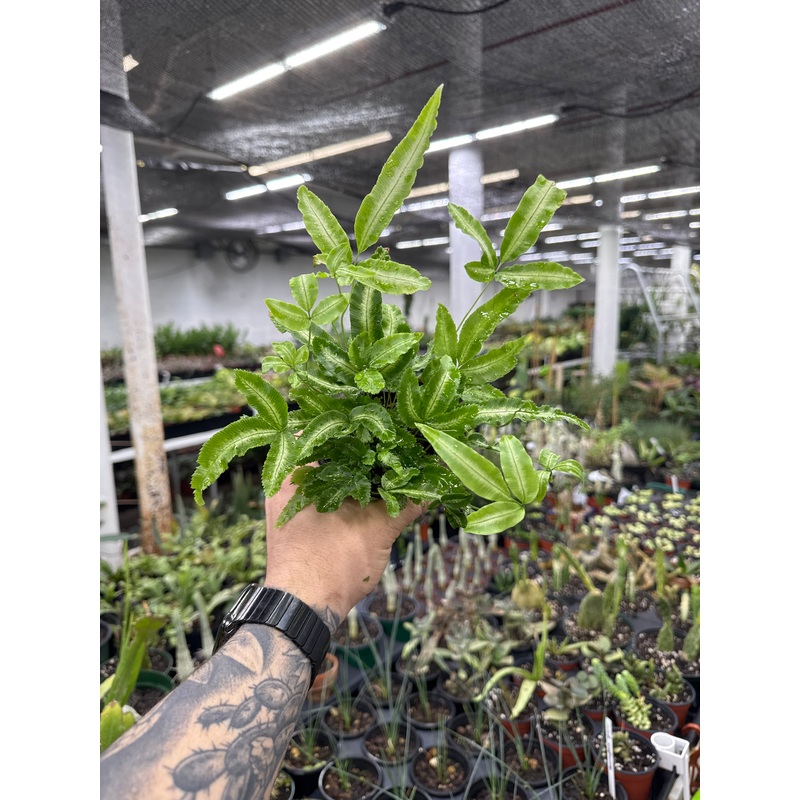 Ribbon Fern – Pteris cretica ‘Albolineata’