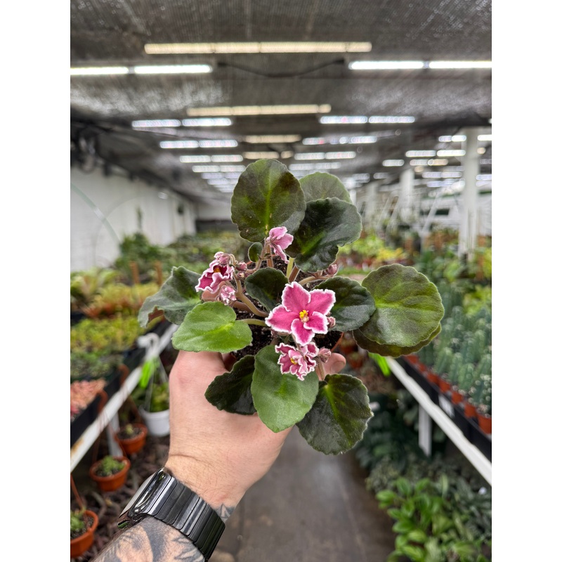 ‘Rockin Robin’|4″ Pot