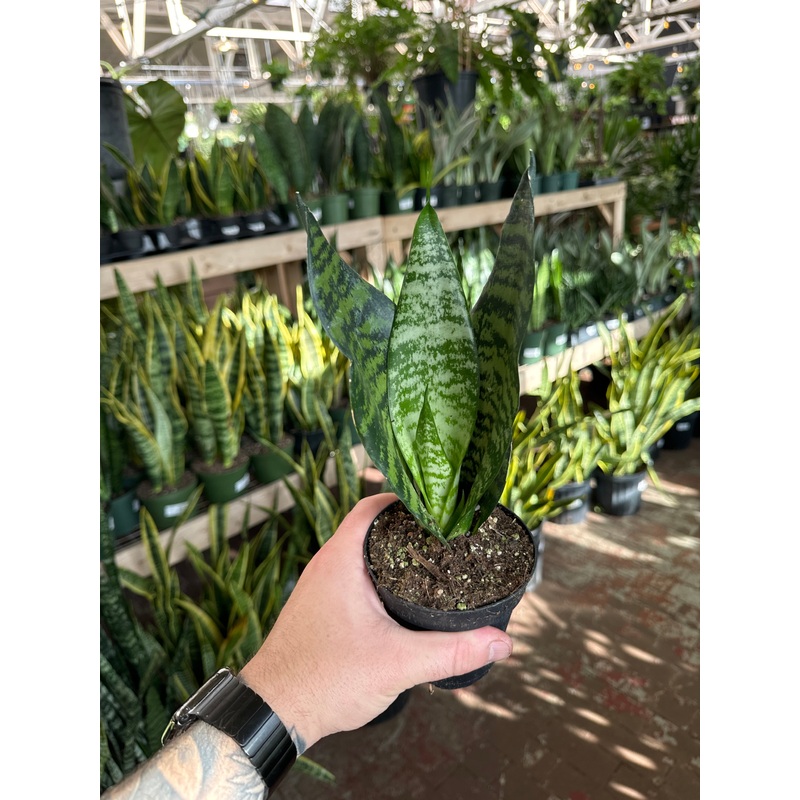 Sansevieria Black Coral|4″ Pot