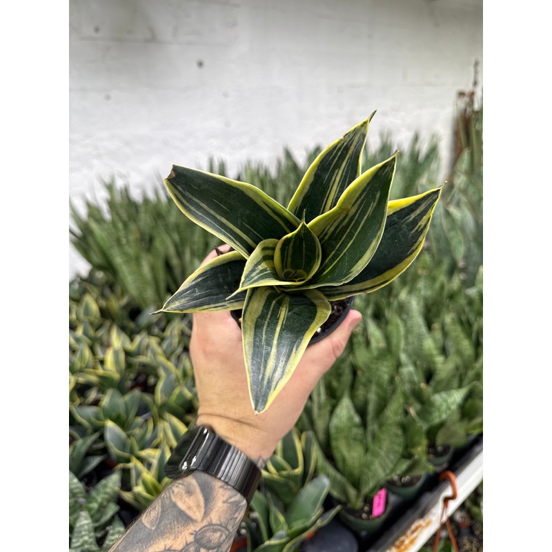 Sansevieria Sunpower Bicolor
