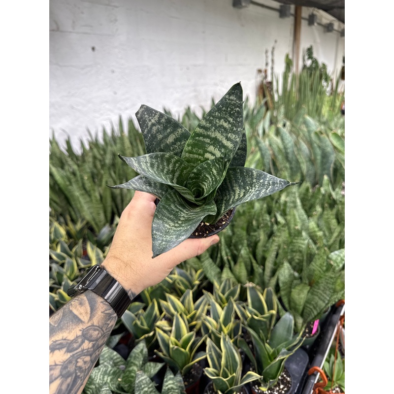 Sansevieria Sunpower Green|4″ Pot|5″ Pot