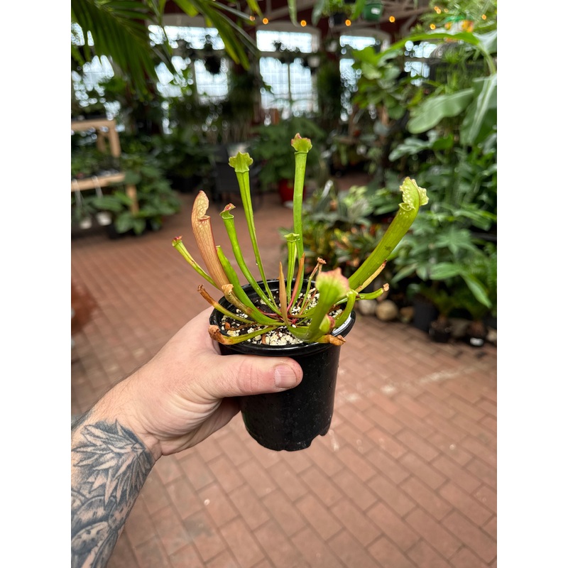 Sarracenia Farnhamii hybrid|4″ Pot