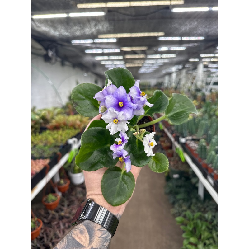 ‘Smokey Echoes’|4″ Pot