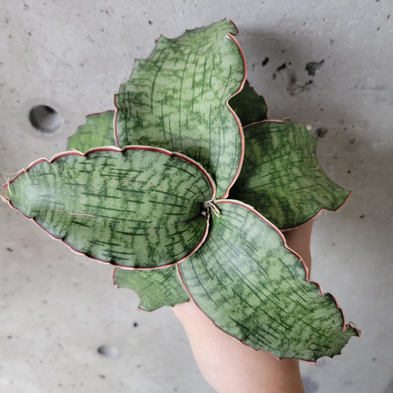 Snake Plant ‘Cleopatra’|4 inch